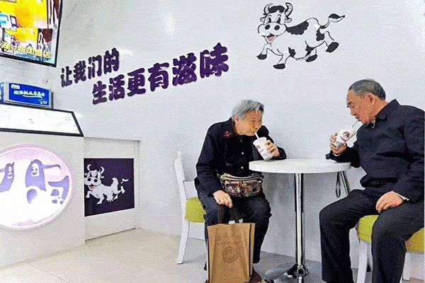 做一只酸奶牛虧了